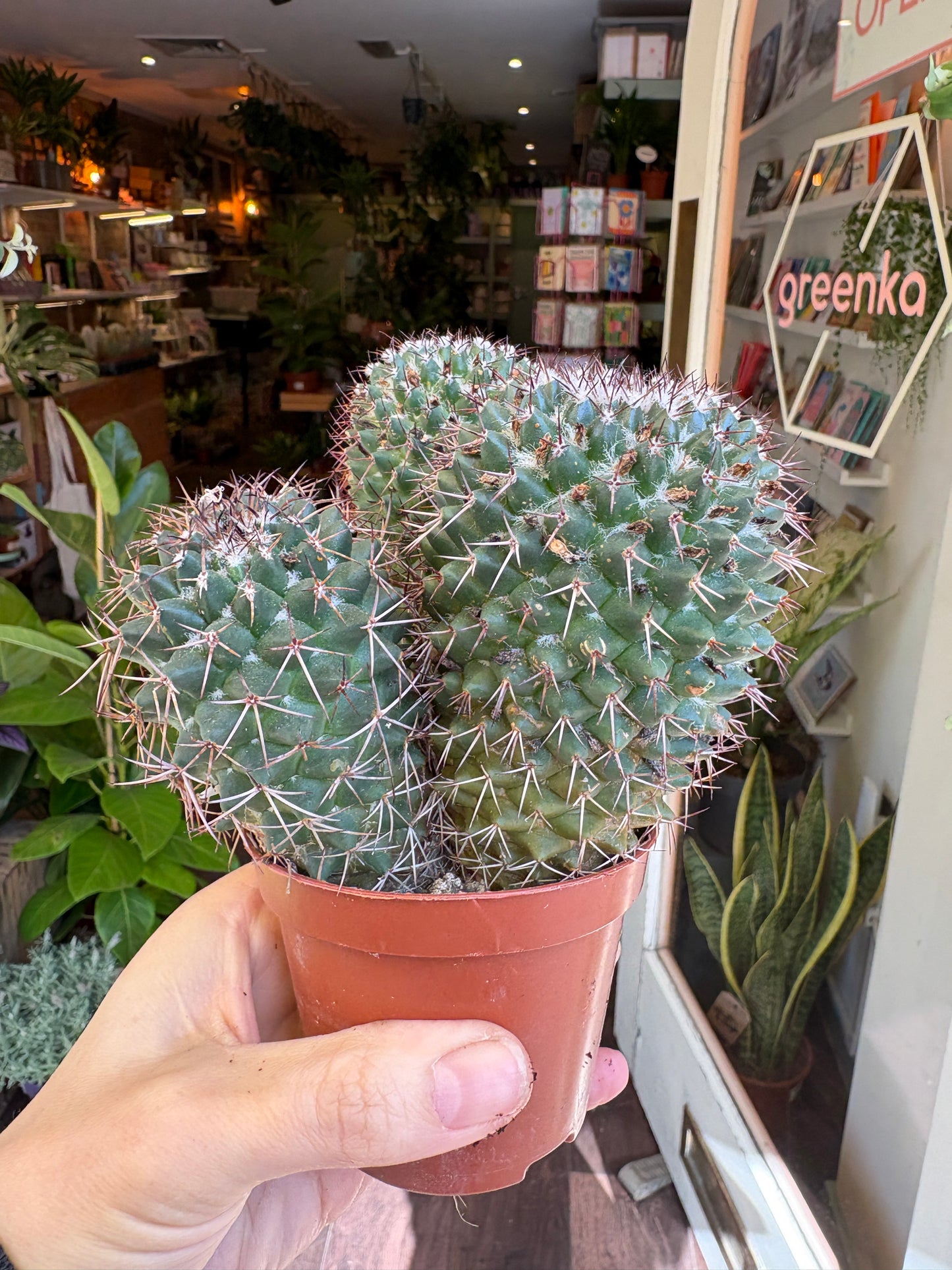 Person holding a Mammillaria polythele 'Hidalgensis' in an indoor setting with blurred background
