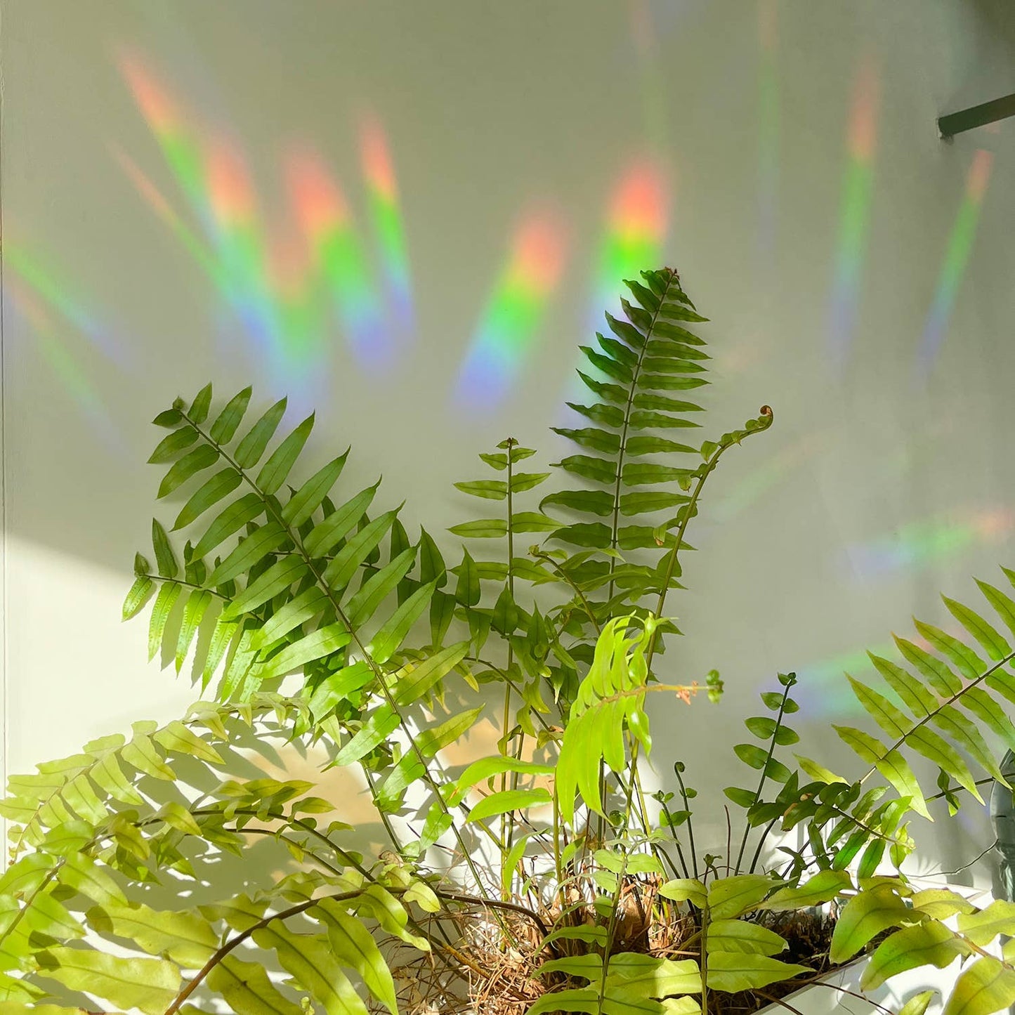 Rainbow maker sticker - Greenhouse Glow