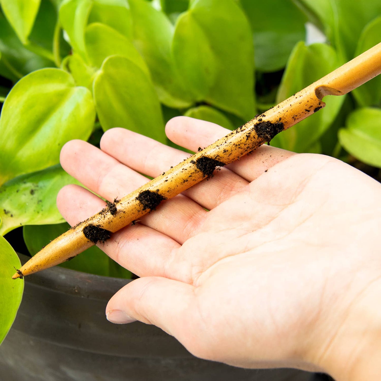 Hand holding a plant cutting with soil, against a green leafy background