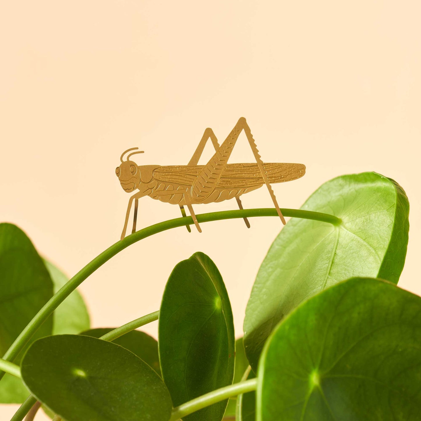 Grasshopper insect plant decoration
