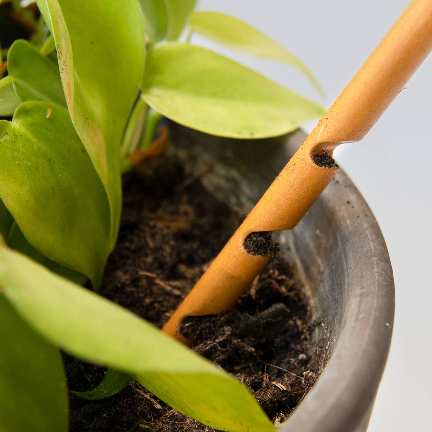 Close-up of a potted plant with a wooden stake for support against a light background