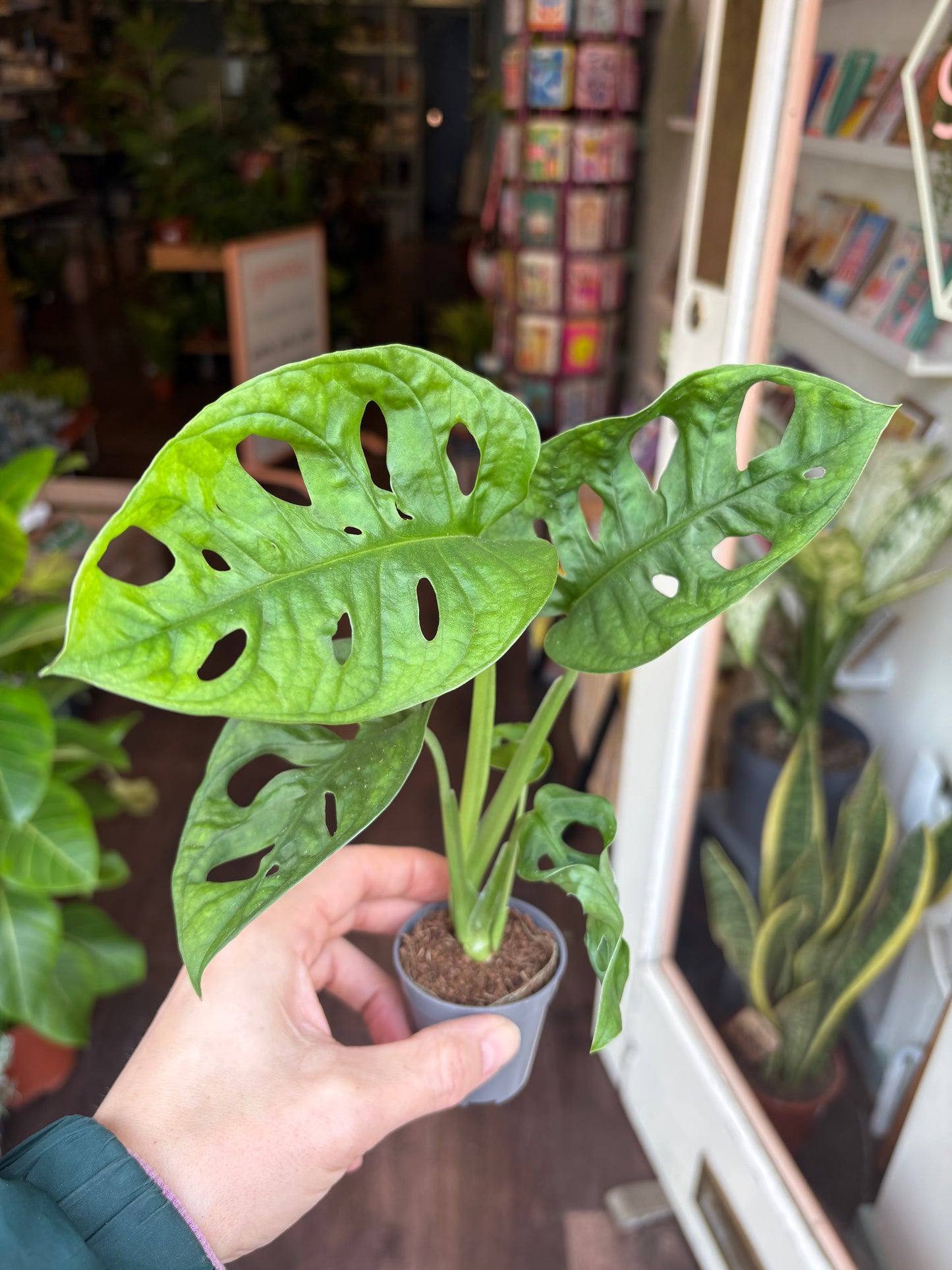 Person holding a Monstera plant in a pot with a store interior in the background