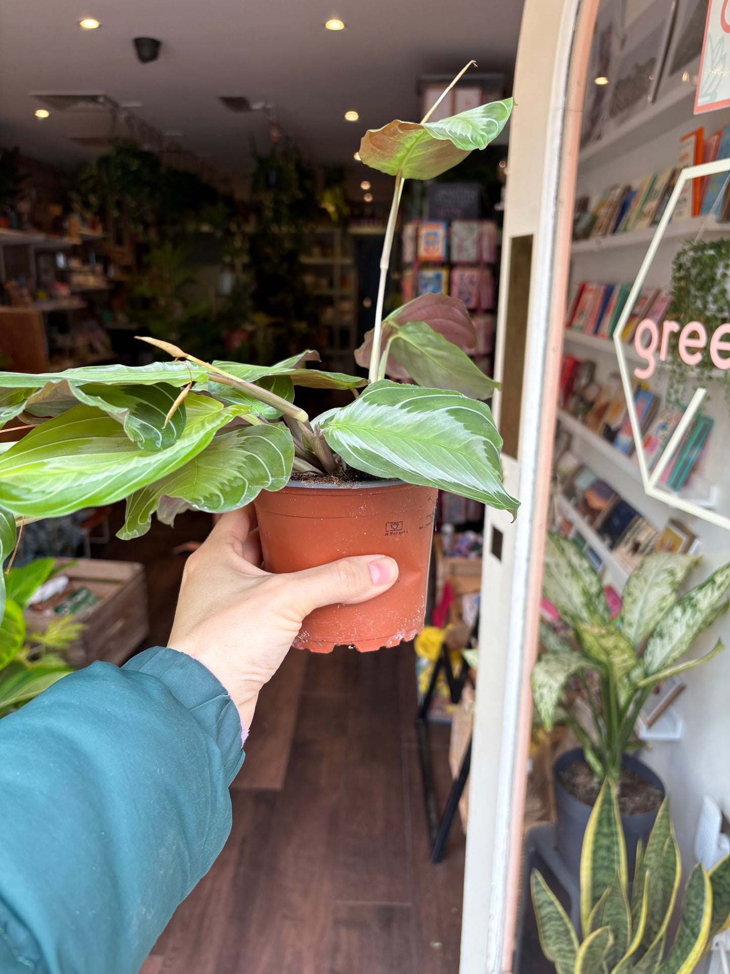 Person holding a potted plant in a store with shelves and plants in the background