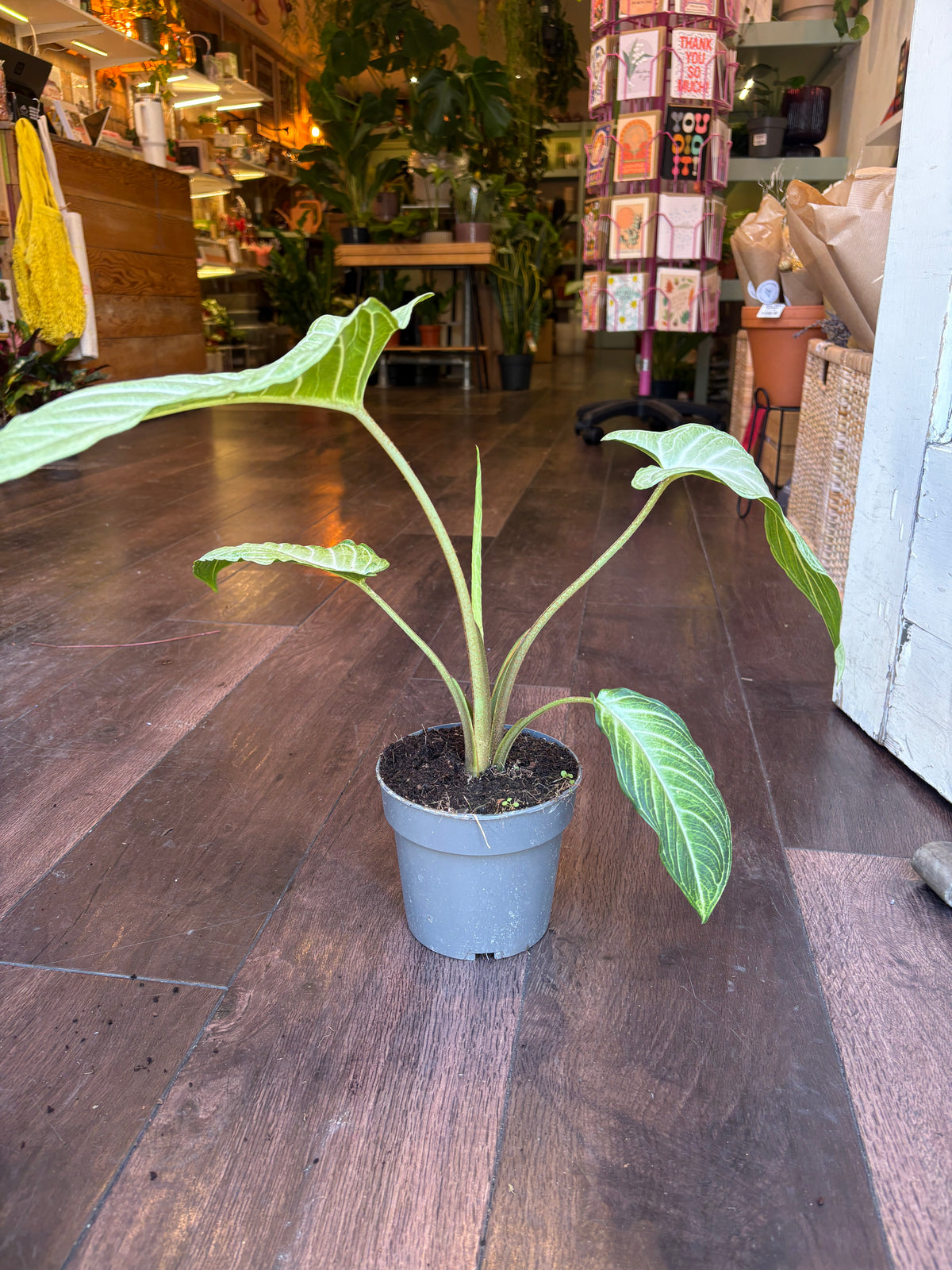 A small potted houseplant with large green leaves in a gray nursery pot, placed on a dark wood floor inside a shop.