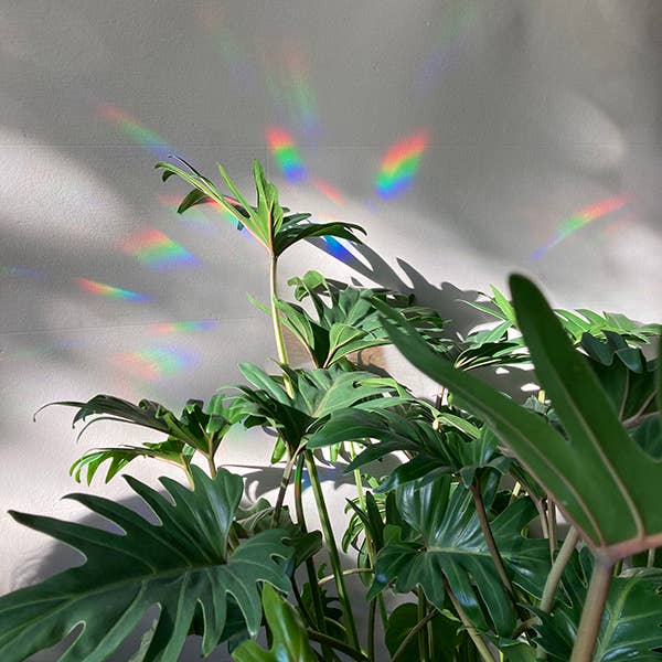 Rainbow maker sticker - Greenhouse Glow