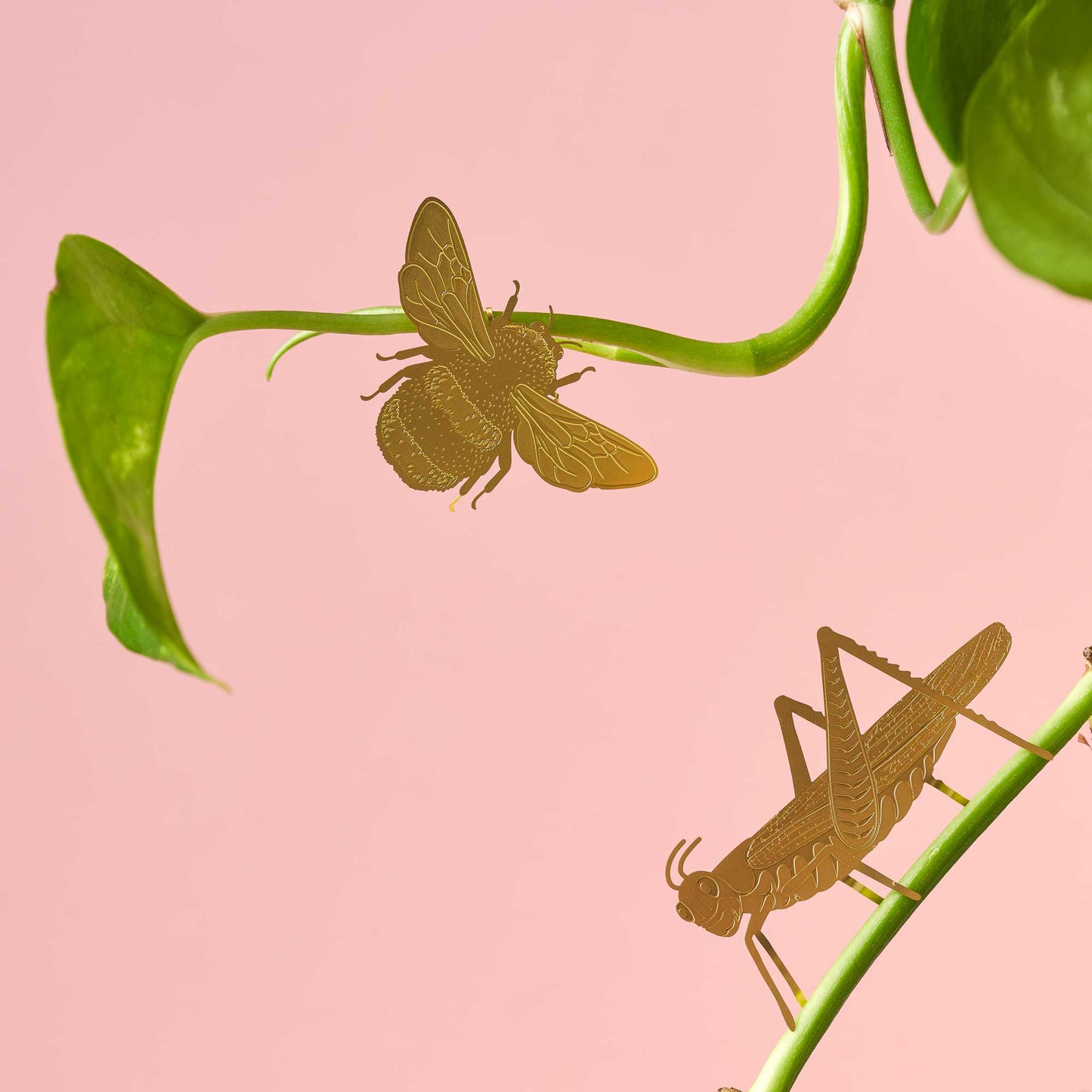 Grasshopper insect plant decoration