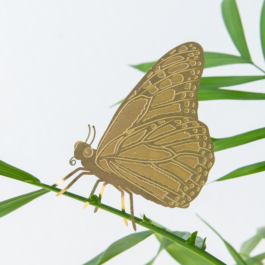 Butterfly, house plant decoration