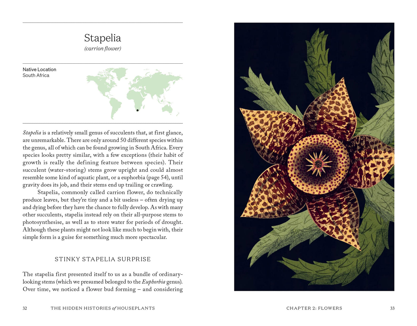 Book page with botanical illustration of Stapelia and text about the plant.