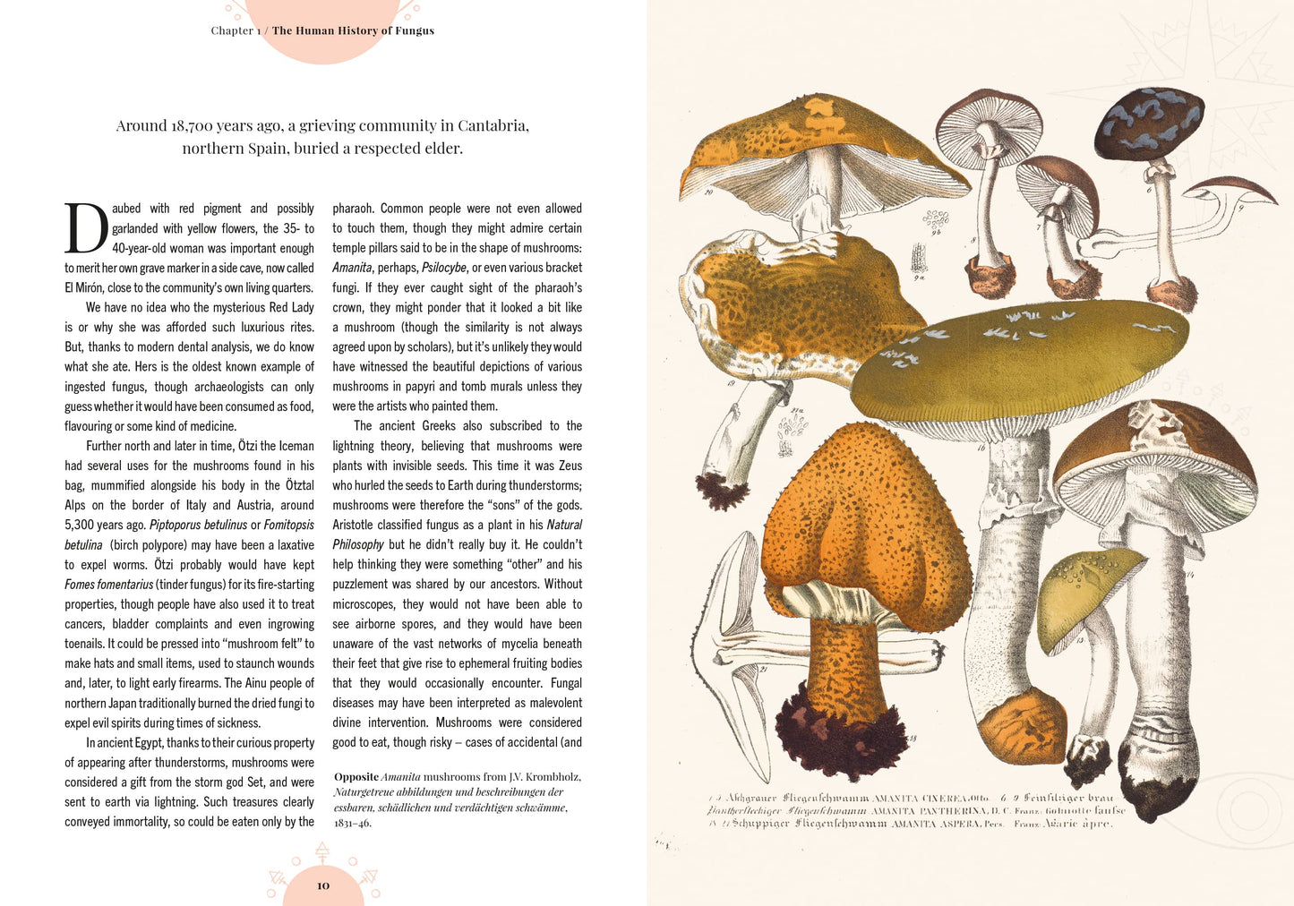 Illustration of mushrooms on a page with text