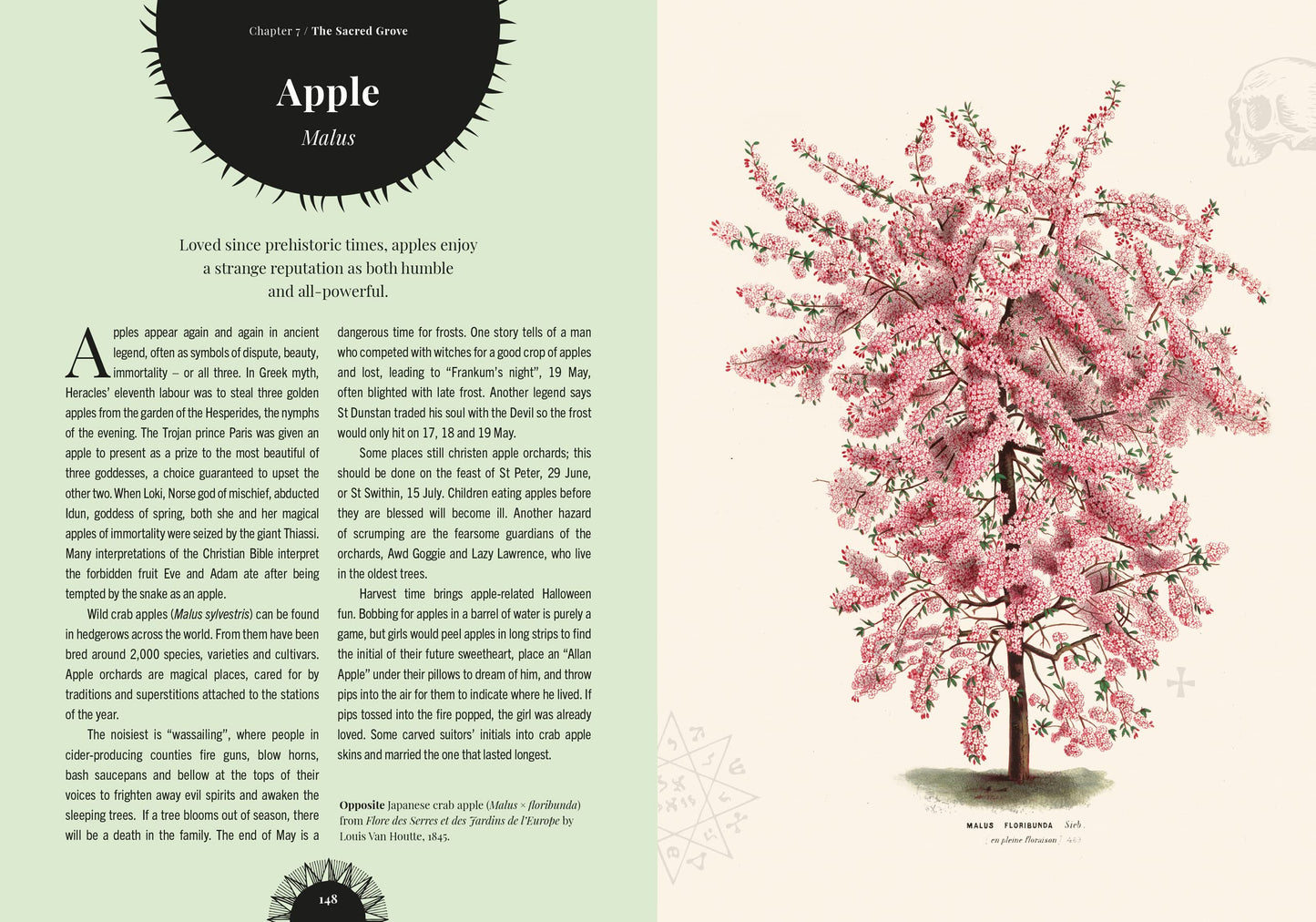Book page with an illustration of a pink flowering tree on the right side and text on the left.