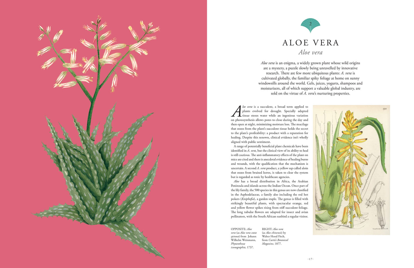 Illustration of Aloe Vera plant on a pink background with text on a white background.