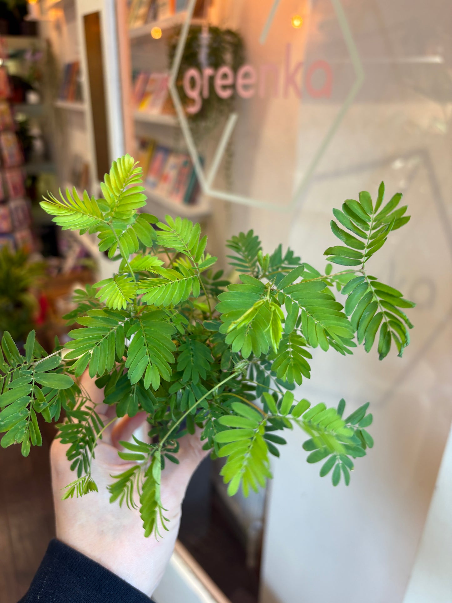 Hand holding a green leafy plant with a blurred indoor background
