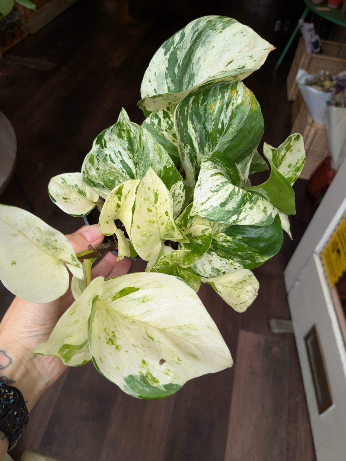 Variegated pothos plant held by a person indoors