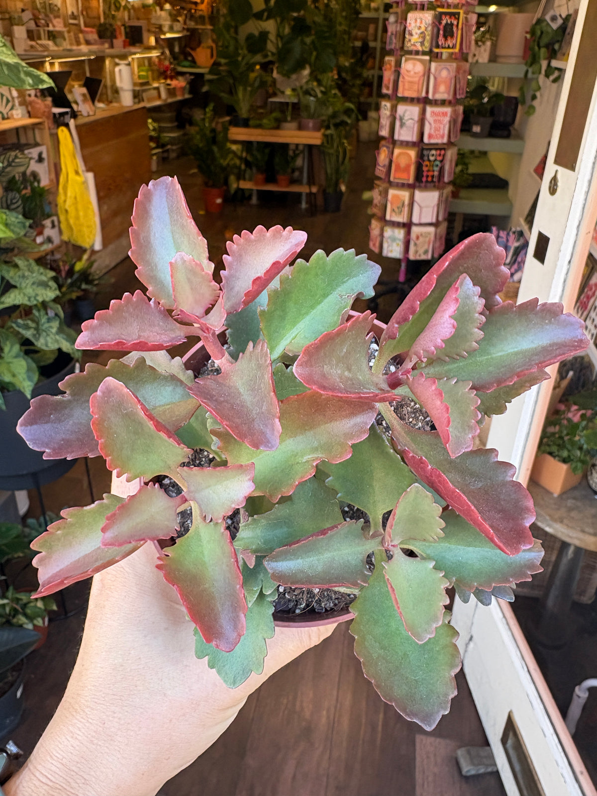 A hand holding a small potted succulent plant with thick, fleshy green leaves that have reddish-pink edges, set against a blurred indoor plant shop background.