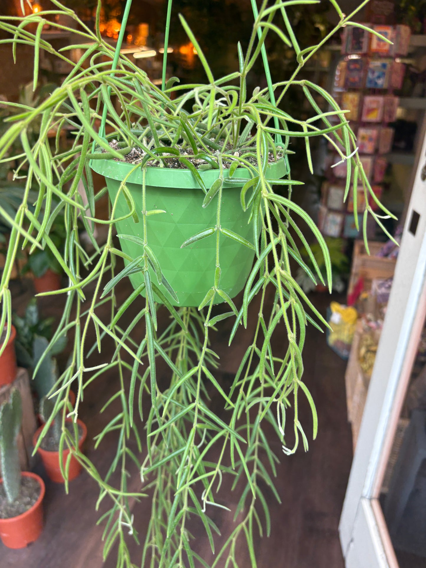 Green plant with a green tag in a store setting