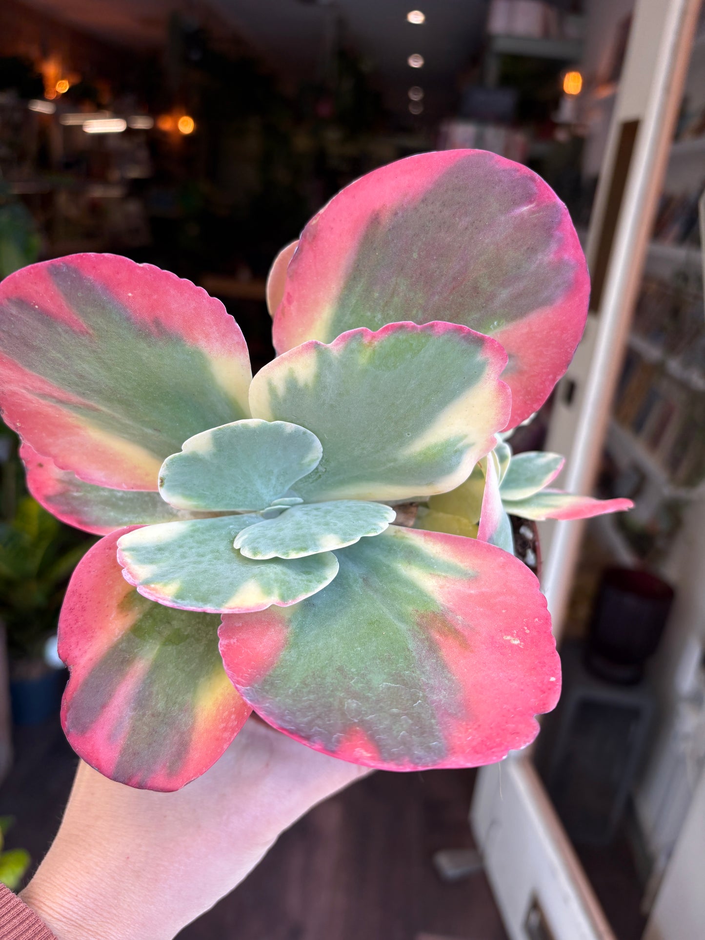 Variegated