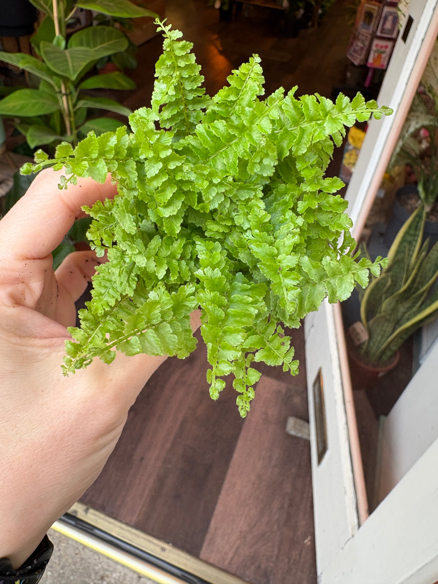 Baby Boston Fern | Nephrolepsis Green Fantasy