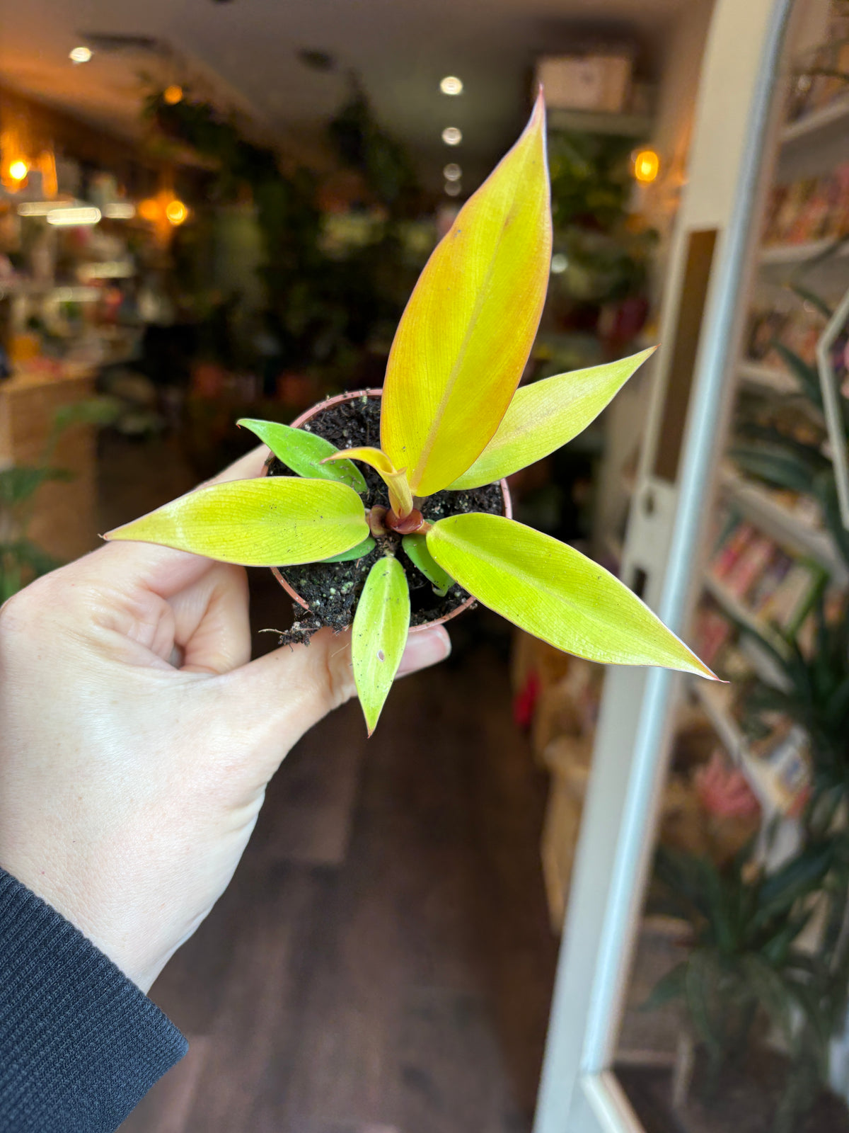 A hand holding a small Philodendron ‘Prince of Orange’ with bright yellow-green leaves and subtle orange-red tips, photographed indoors against a blurred background of shelves and plants.