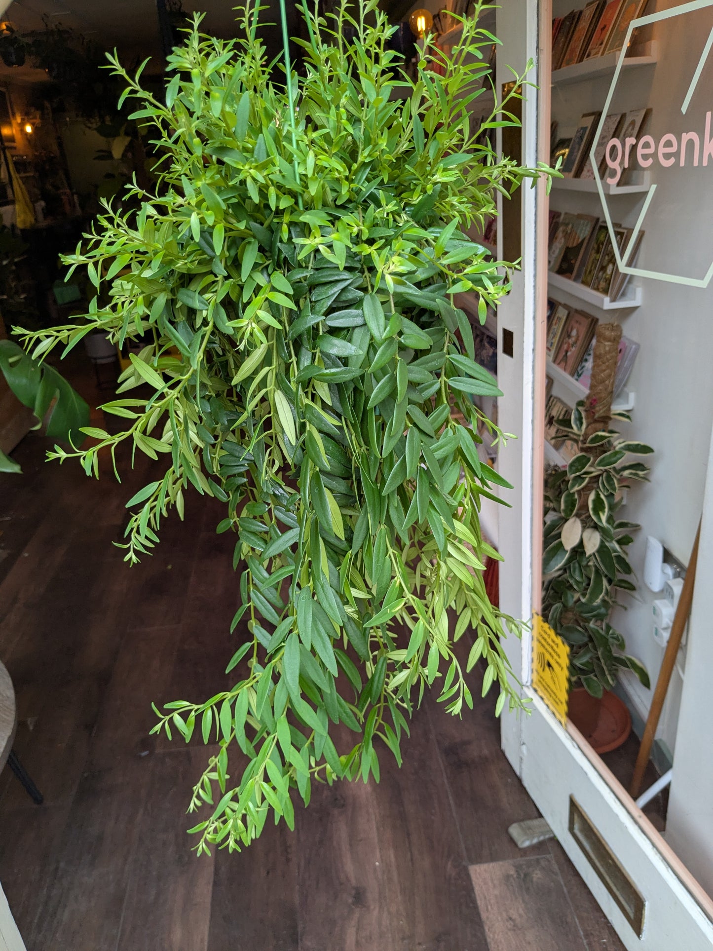 Hanging green plant in a store setting with a visible 'Green' sign.