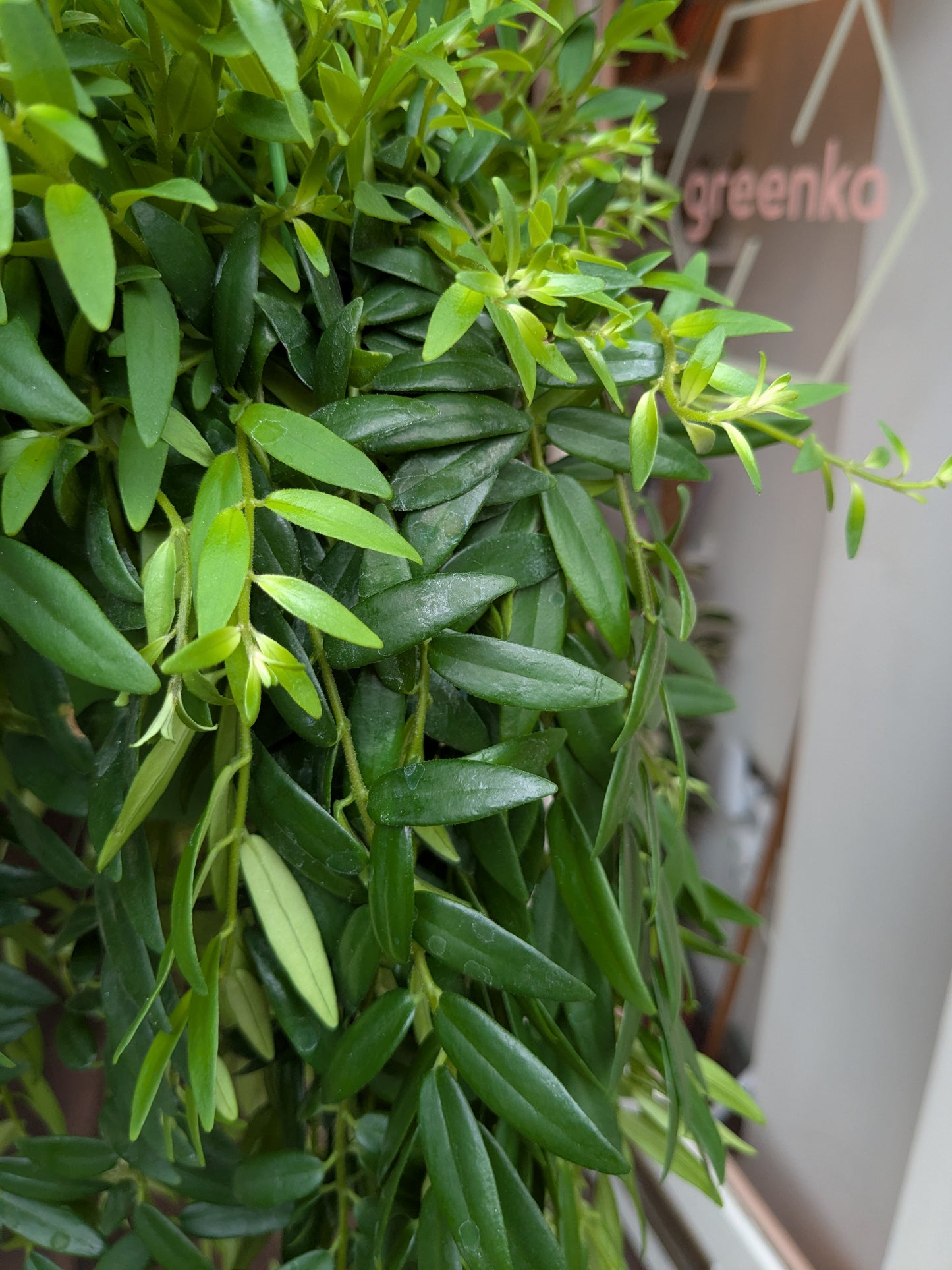 Hanging green plant with 'Greenka' branding in the background
