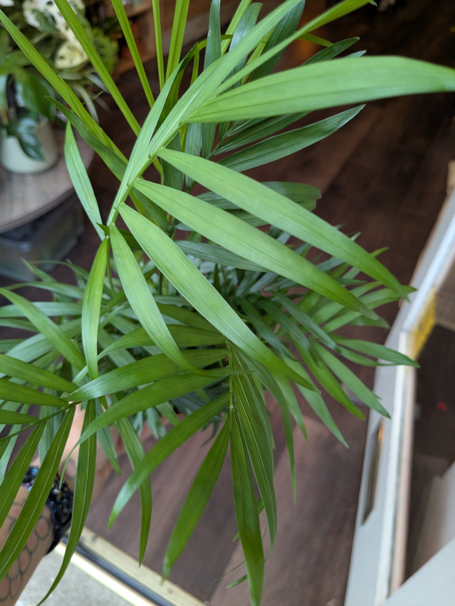 Close-up of a green leafy plant with a blurred indoor background