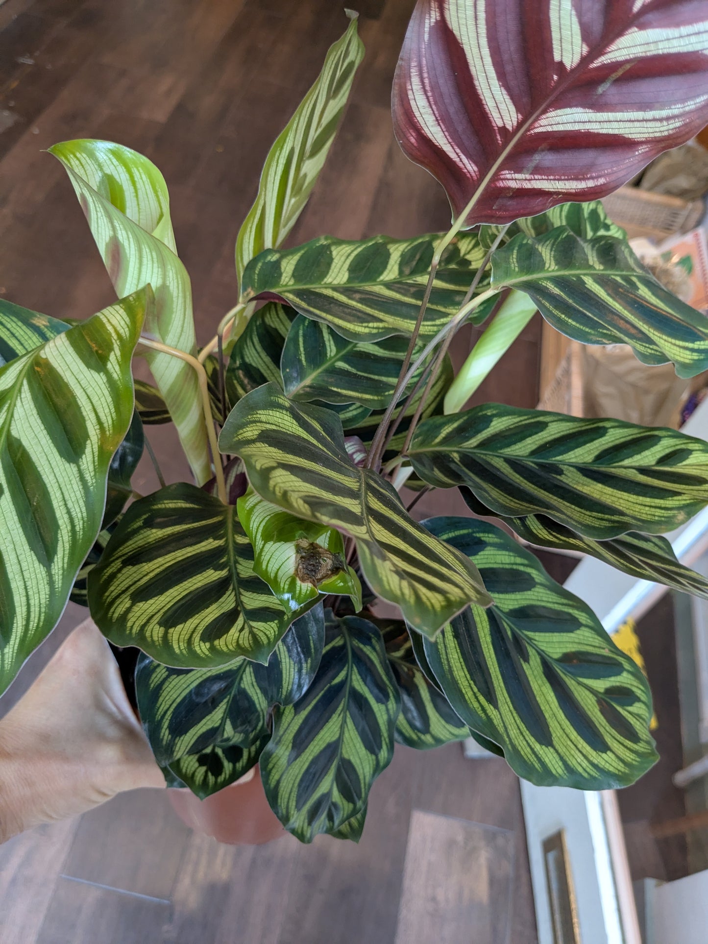 Potted plant with striped leaves on a wooden floor