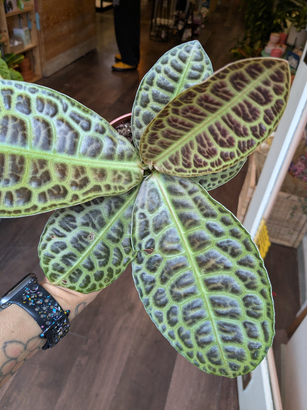 Close-up of a patterned leaf plant held by a person with tattoos.
