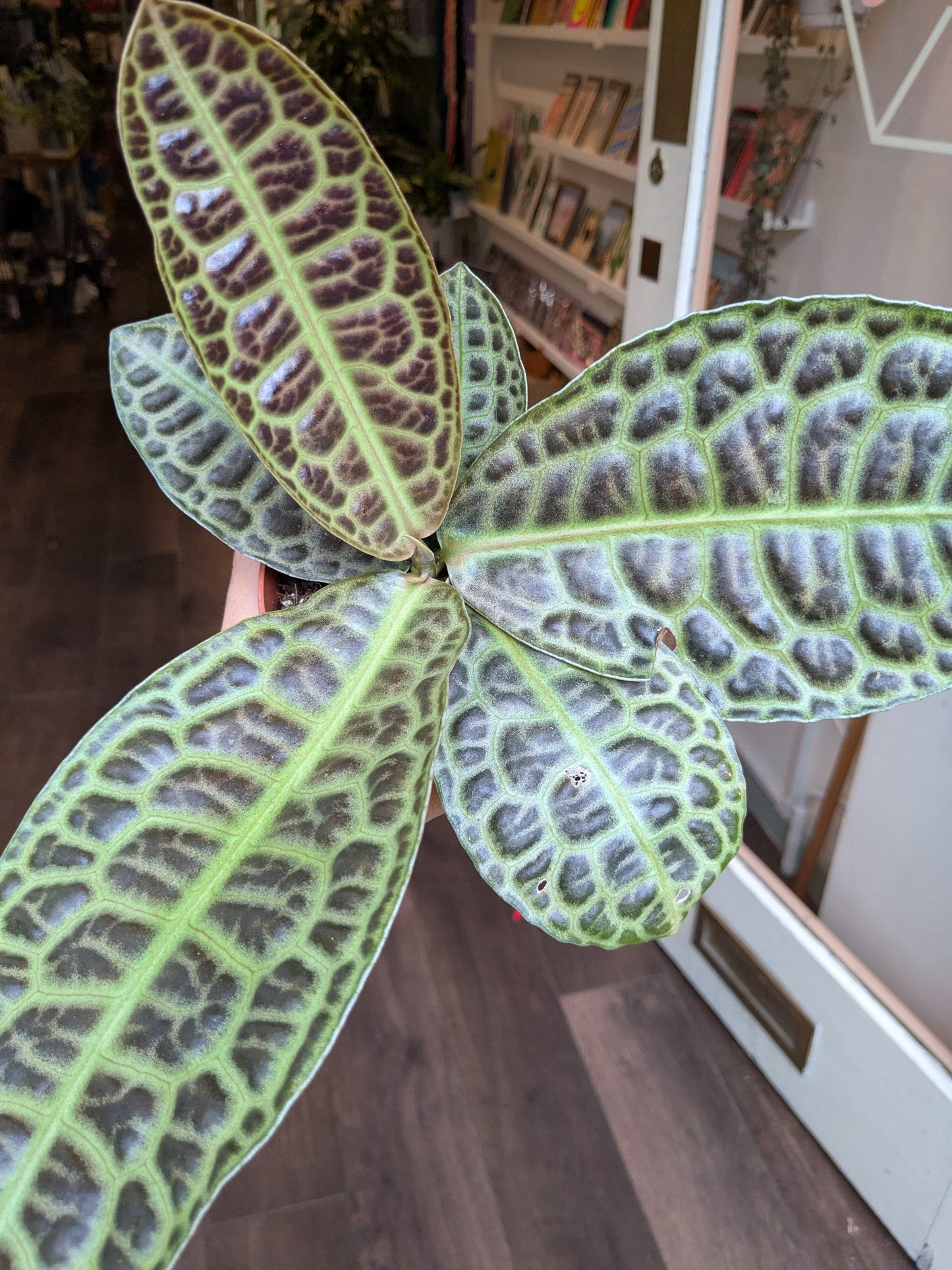 Close-up of a patterned leaf with a blurred indoor background