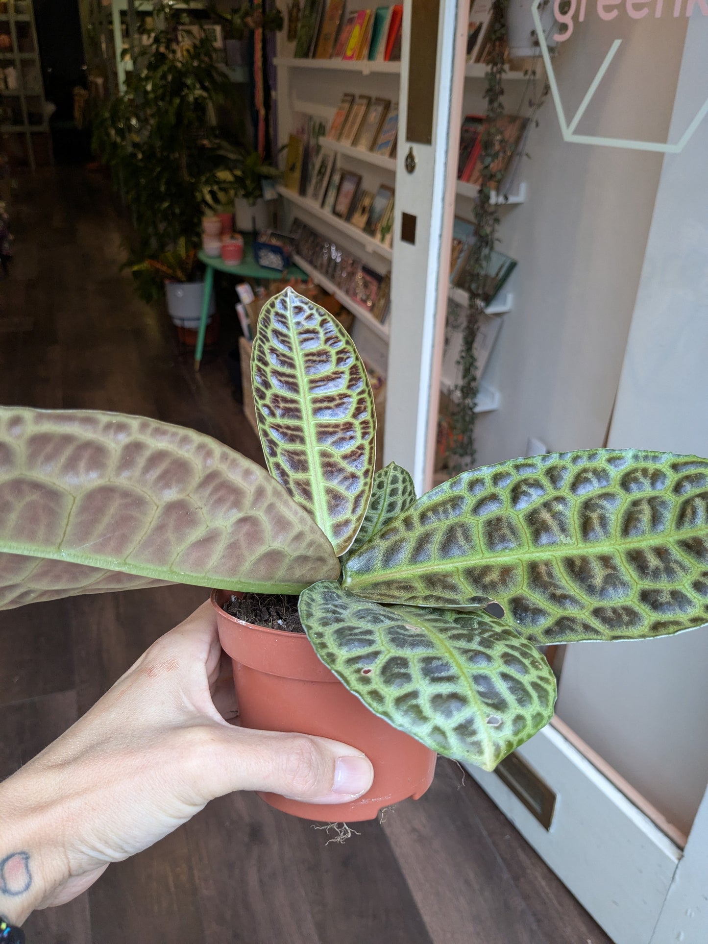 Hand holding a potted plant with a patterned leaf in an indoor setting
