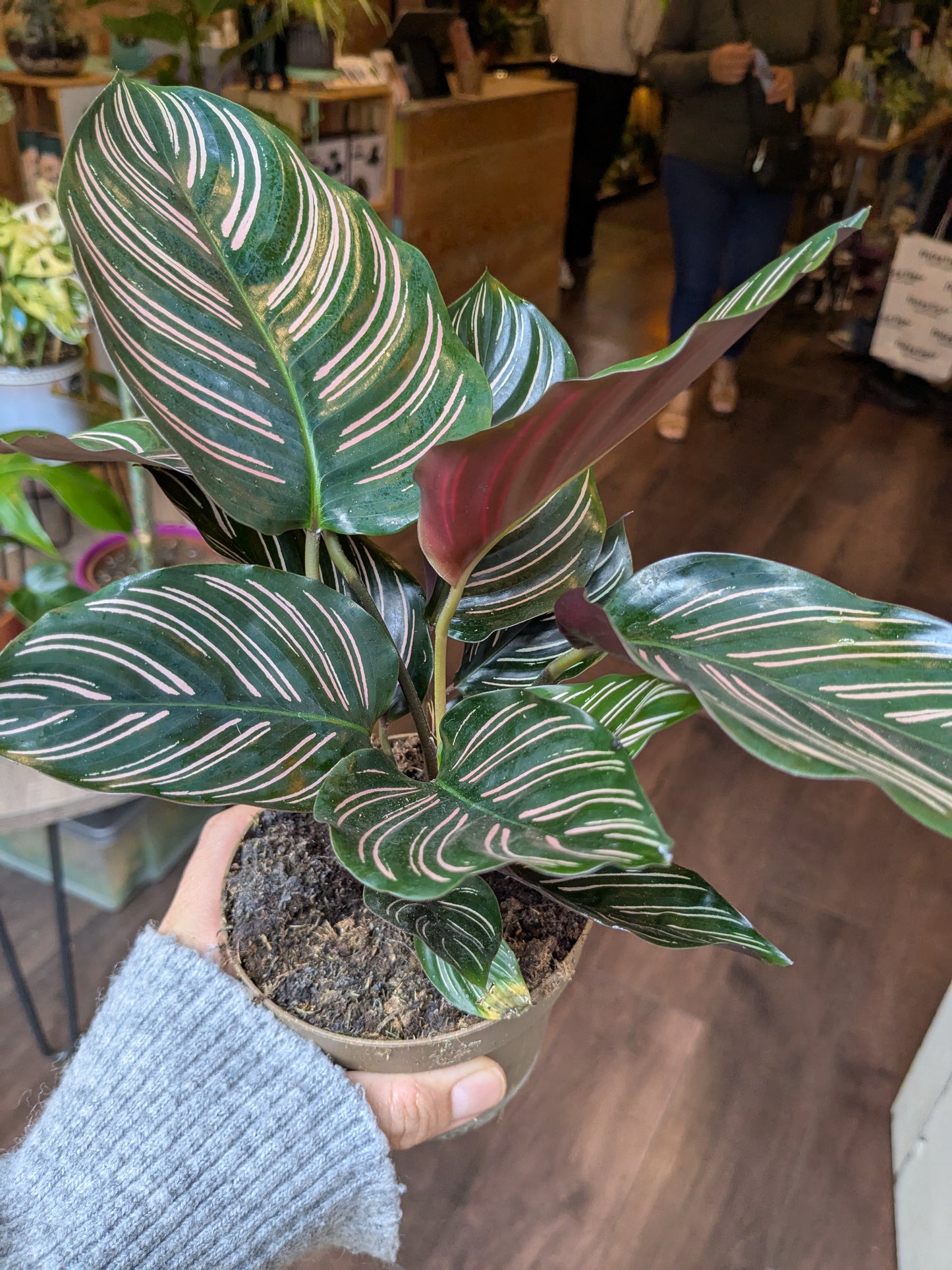 Potted plant with striped leaves held by a person indoors