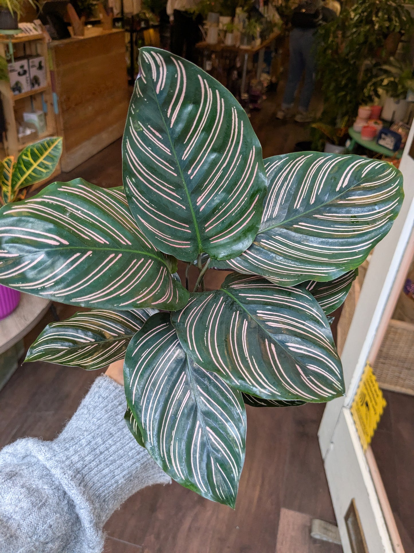 Close-up of a potted plant with striped leaves in an indoor setting