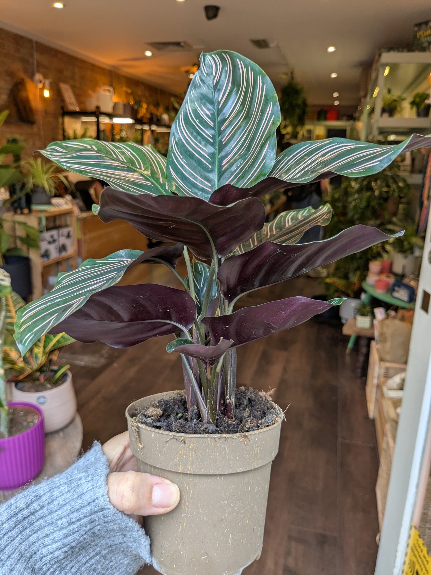 Potted plant with striped leaves held by a person in a store setting
