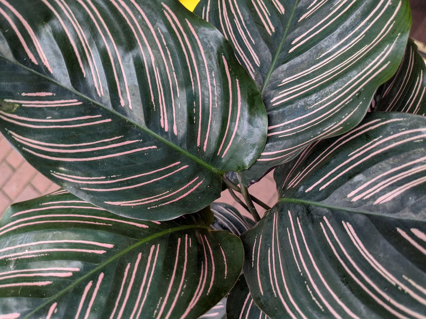 Close-up of a leaf with pink veins on a green background