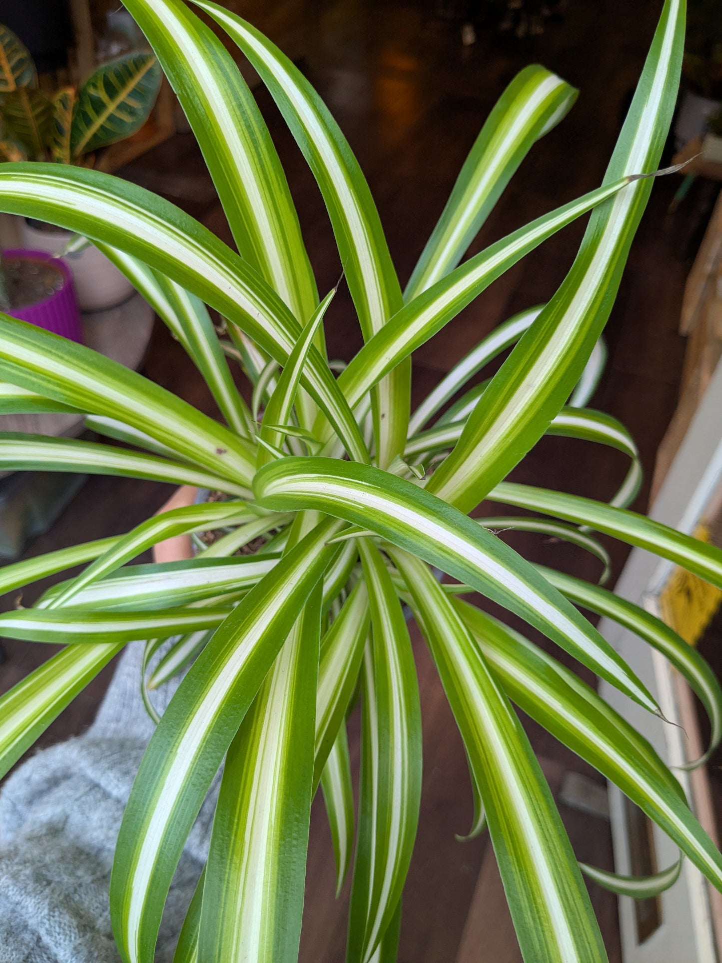Spider plant with green and white stripes against a blurred background