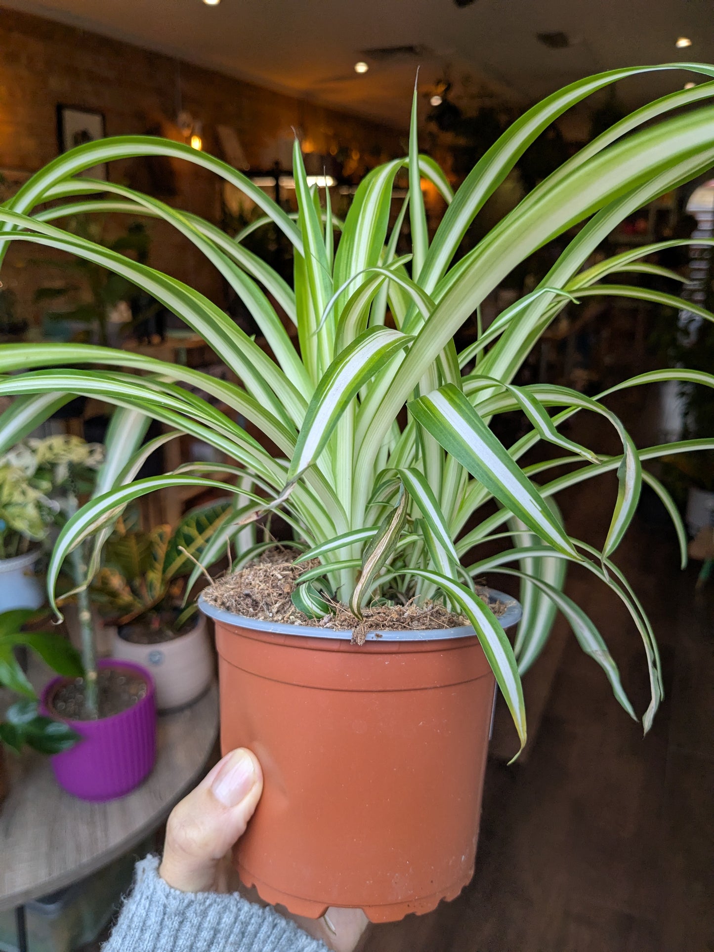 Potted spider plant held by a person indoors with blurred background