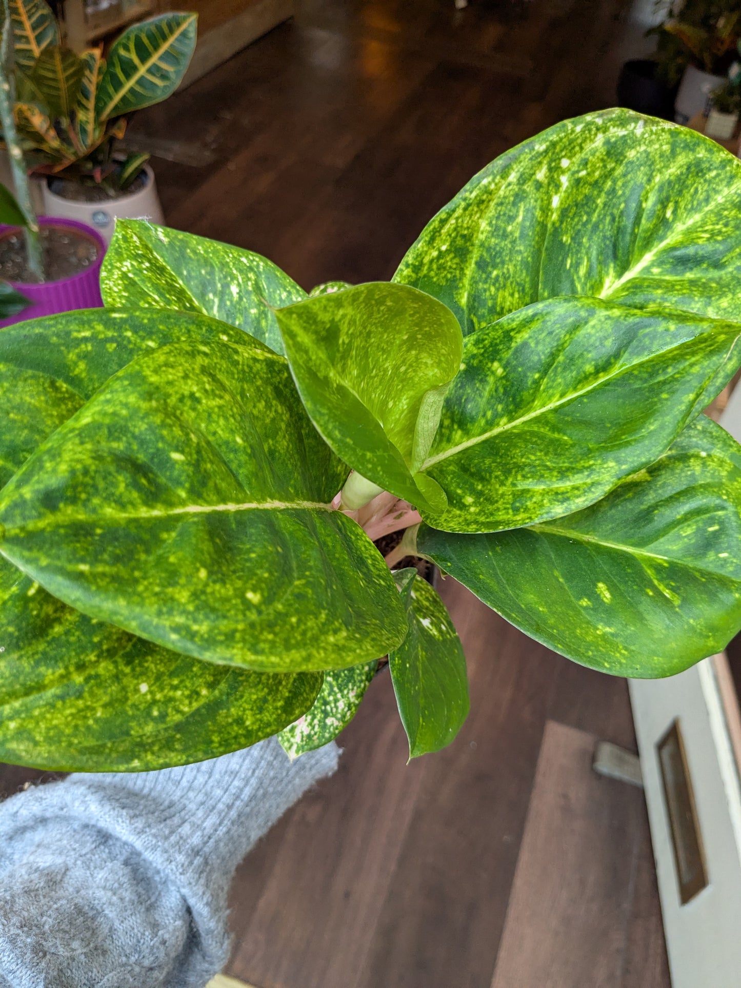 Aglaonema Apple Fantasy