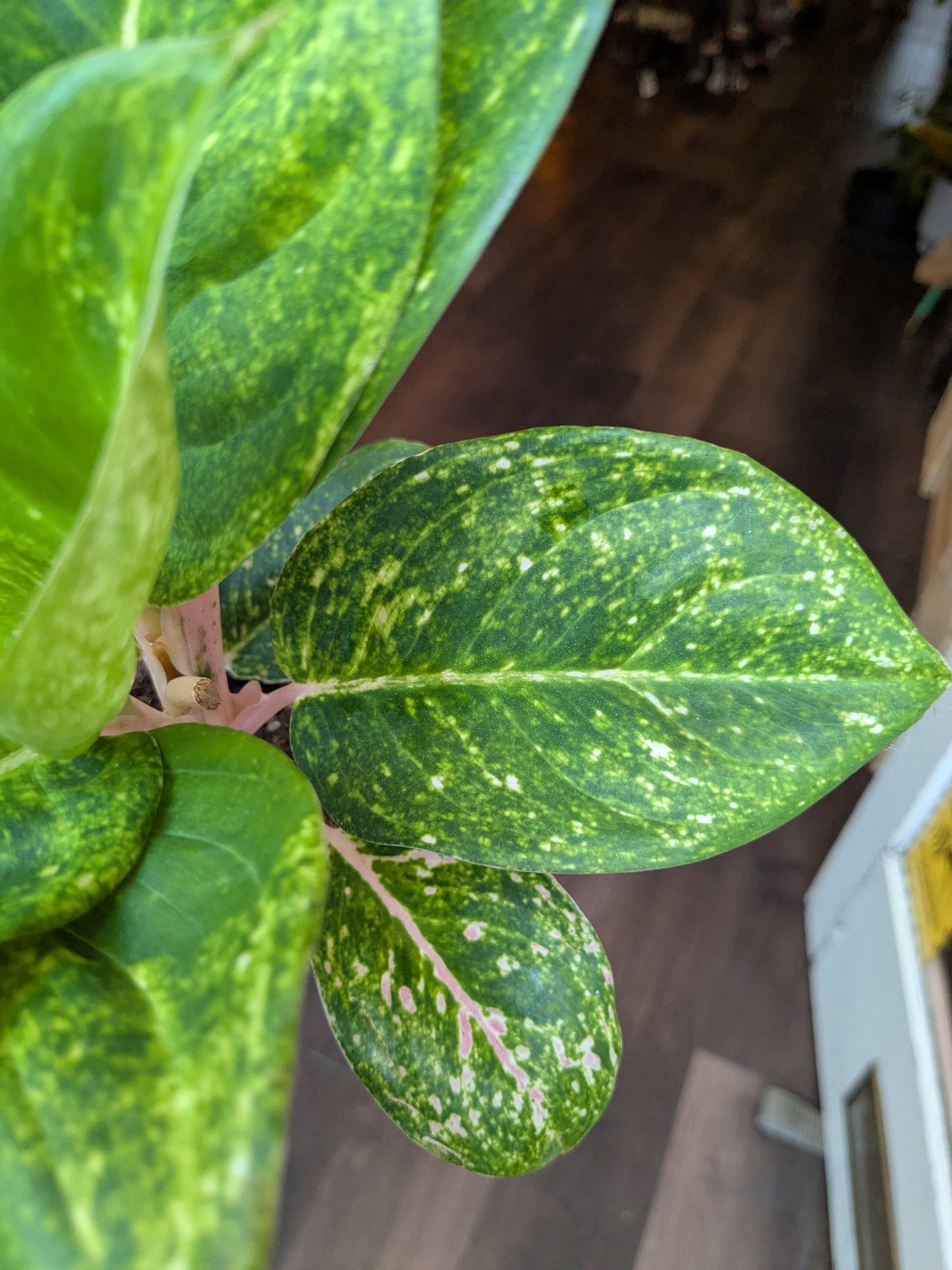 Close-up of a green leafy plant with a blurred background
