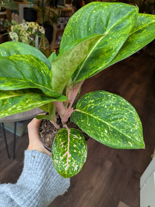 Hand holding a potted plant with green and yellow leaves indoors.