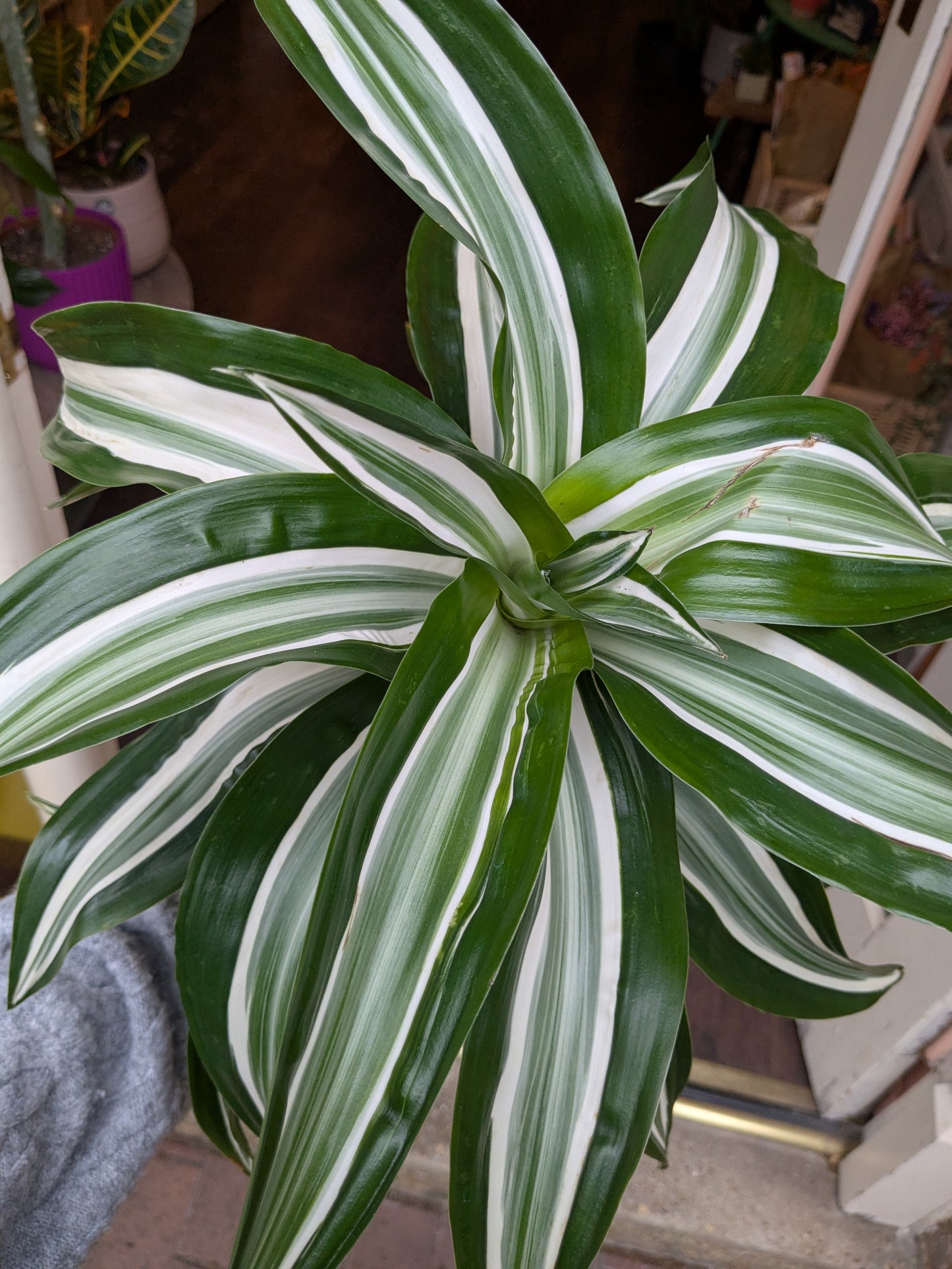 Variegated green and white houseplant indoors