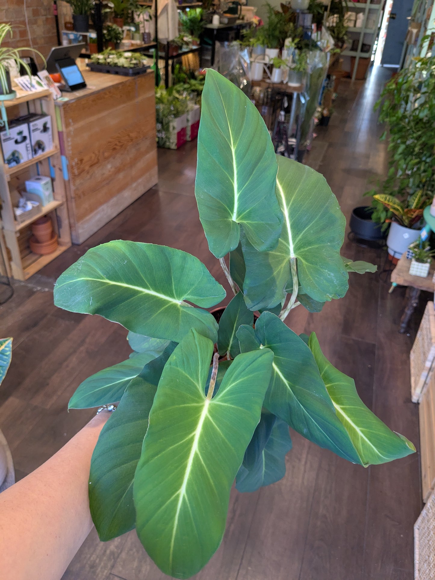Person holding a large green leafy plant in a store setting