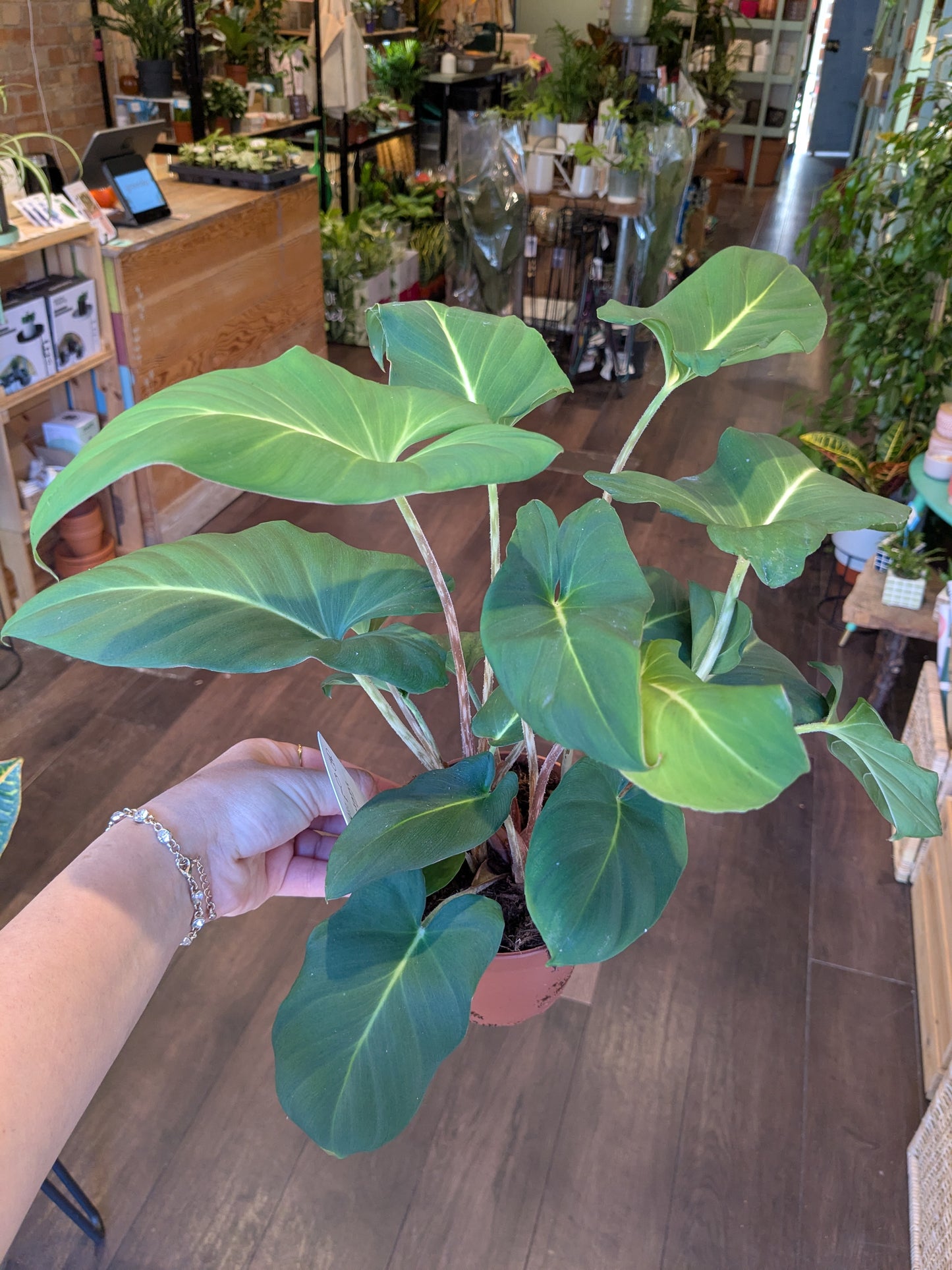 Person holding a potted plant in a store setting