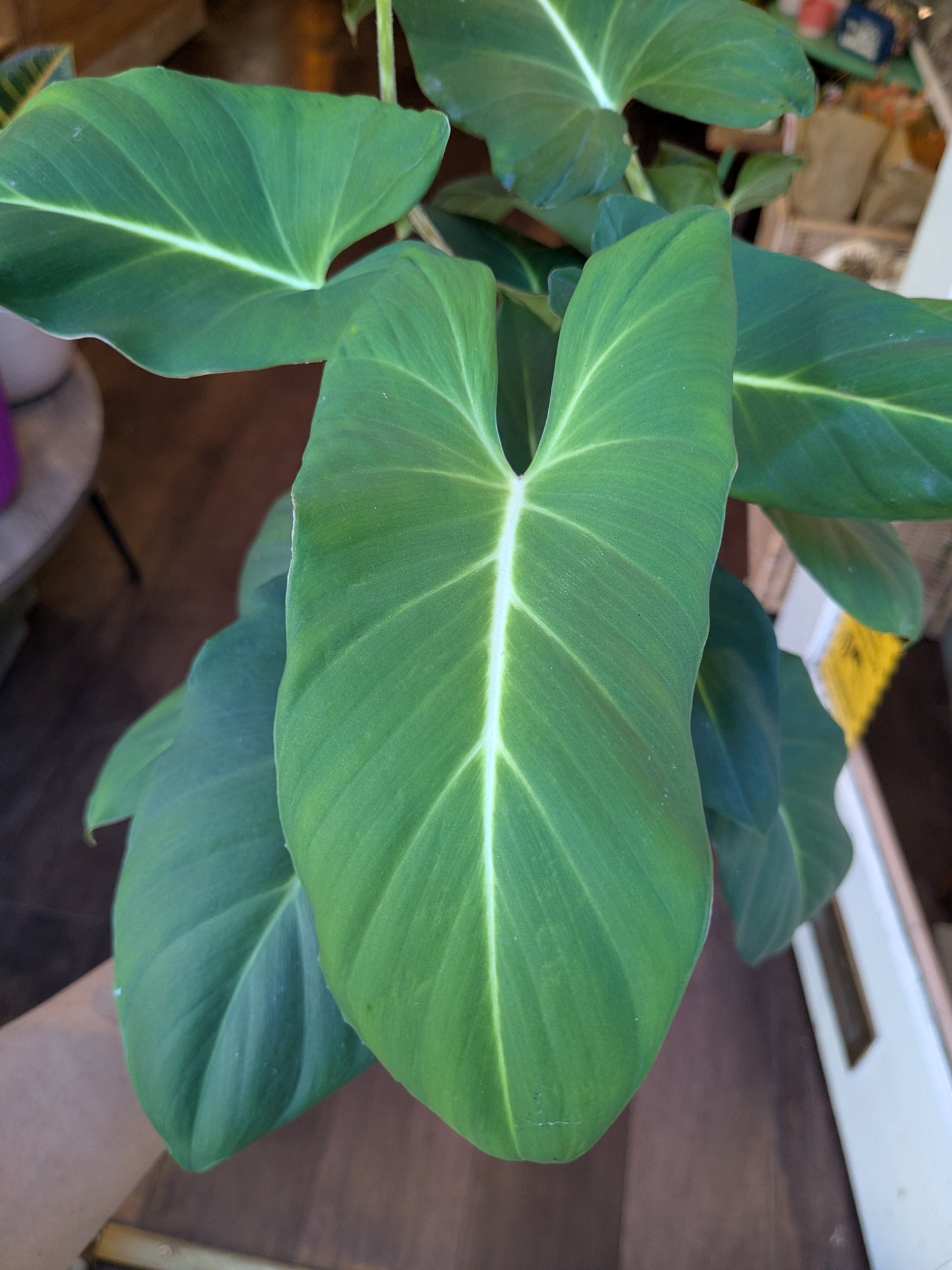 Close-up of a green leafy plant with a blurred background