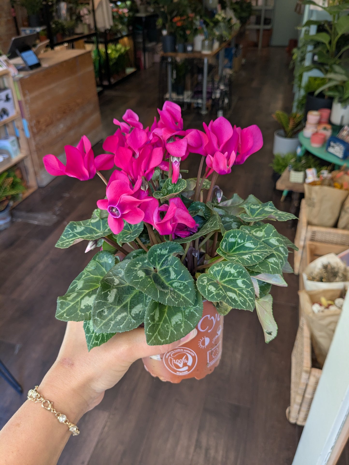 Cyclamen Persicum