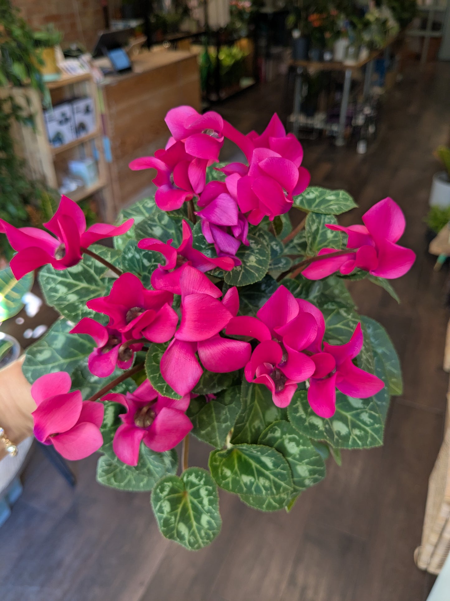 Cyclamen Persicum