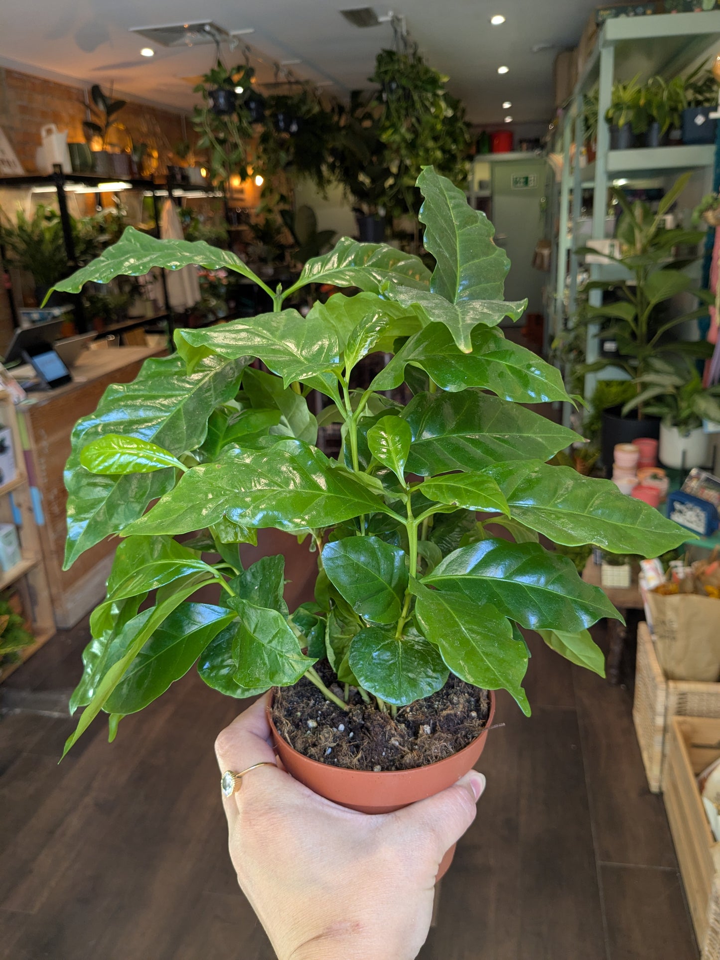 Person holding a potted plant in a store setting