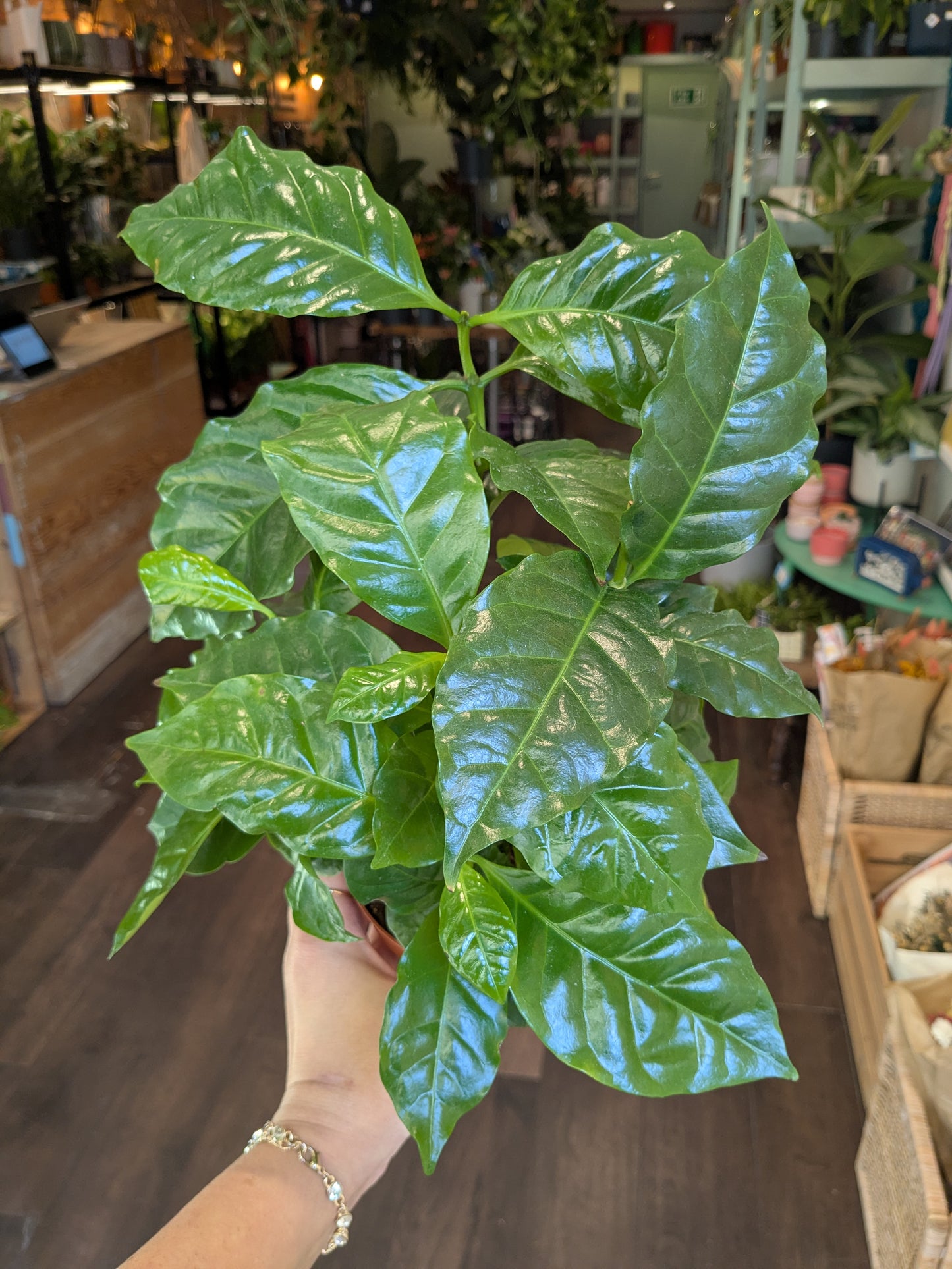 Hand holding a green leafy plant in an indoor setting with shelves and plants in the background