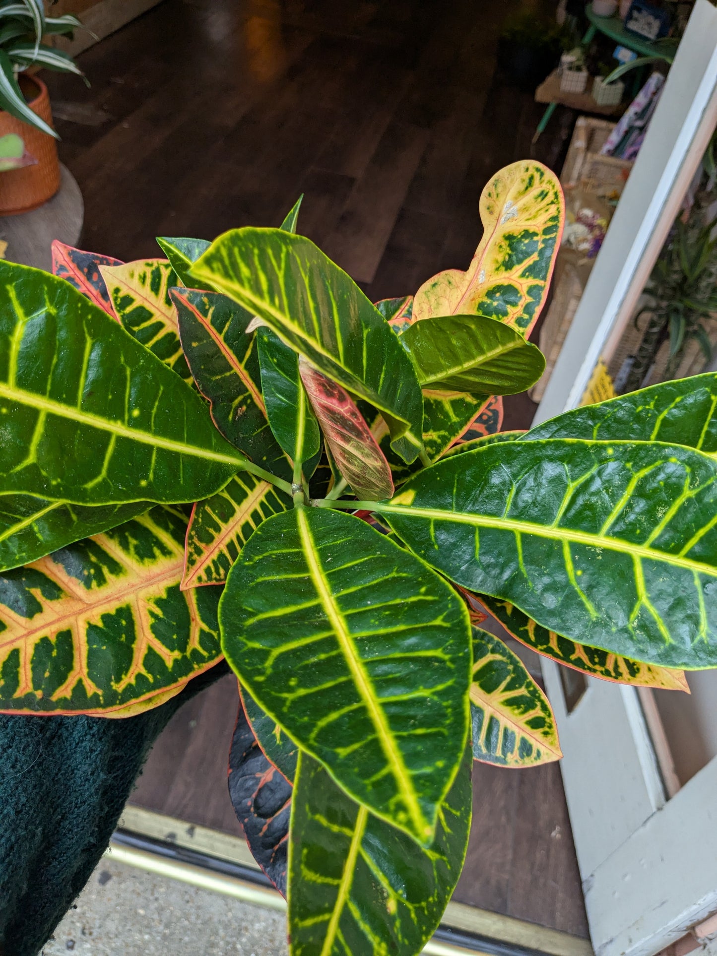 Variegated leaf plant with a blurred indoor background