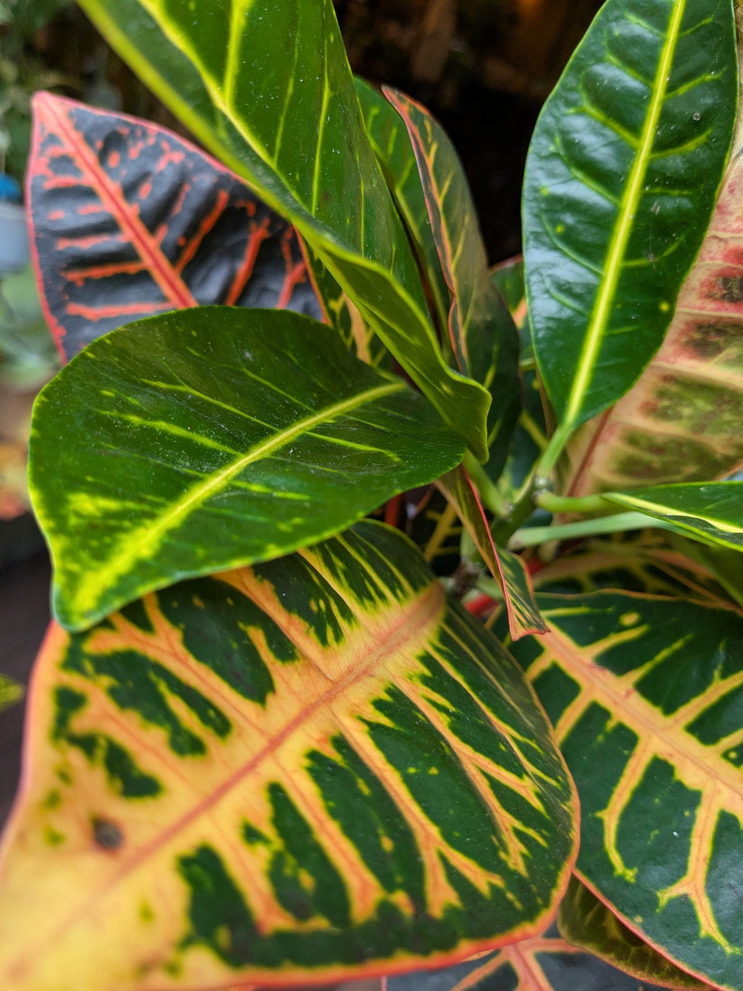 Close-up of a variegated leaf plant with green, yellow, and red colors.