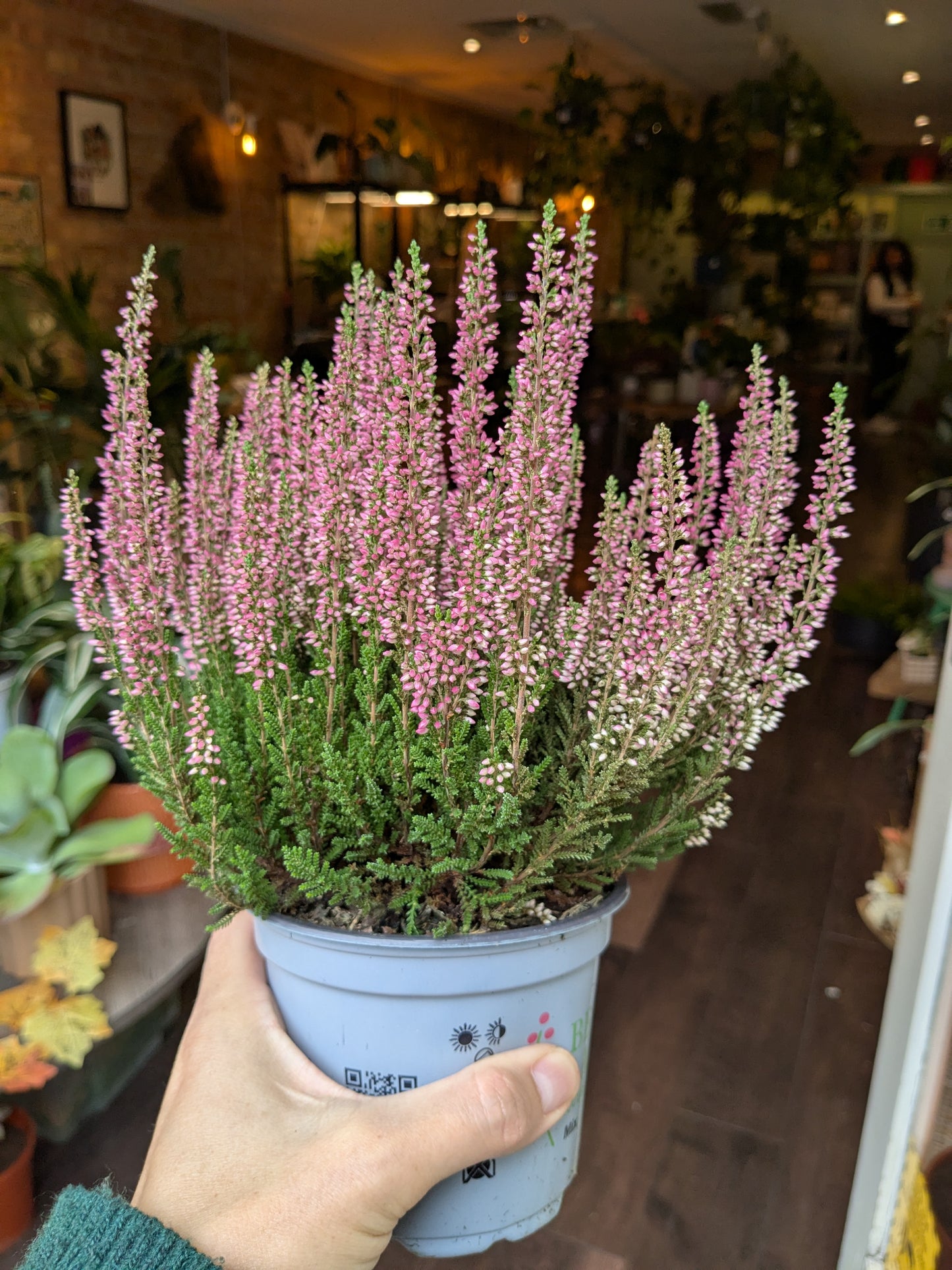 Potted plant with pink flowers held by a person in an indoor setting