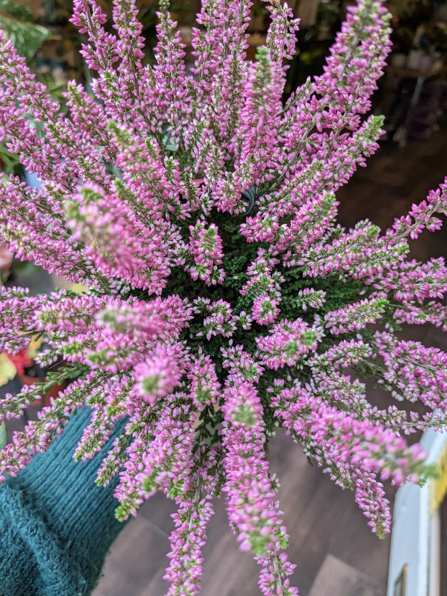 Close-up of pink heather flowers held by a person wearing a teal sweater.